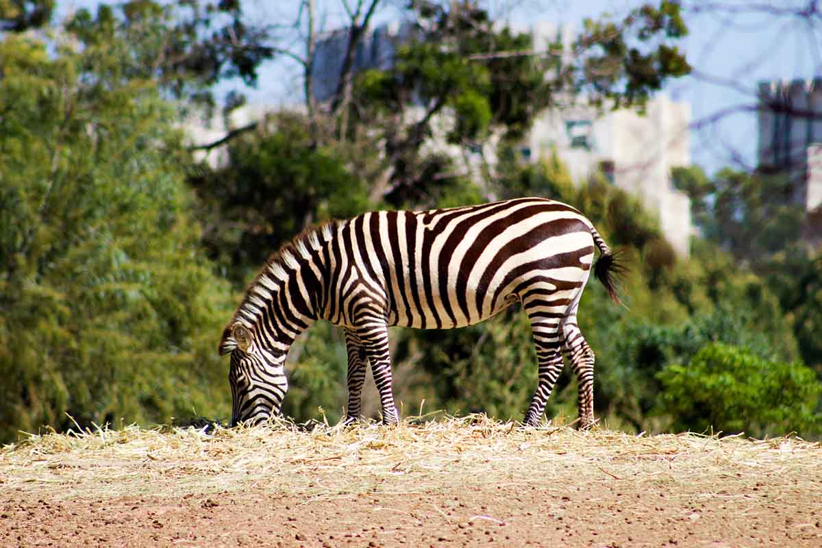 Zebra no zoológico de Rabat