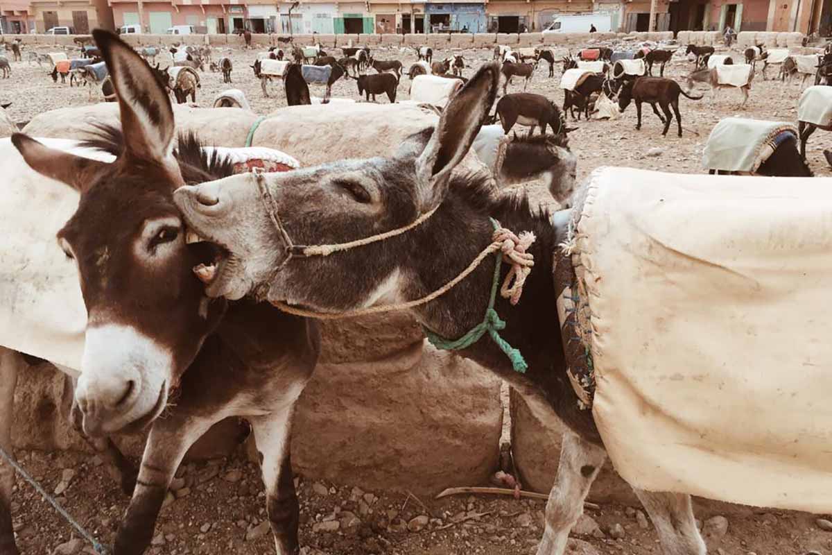 Estacionamento de burros em Rissani