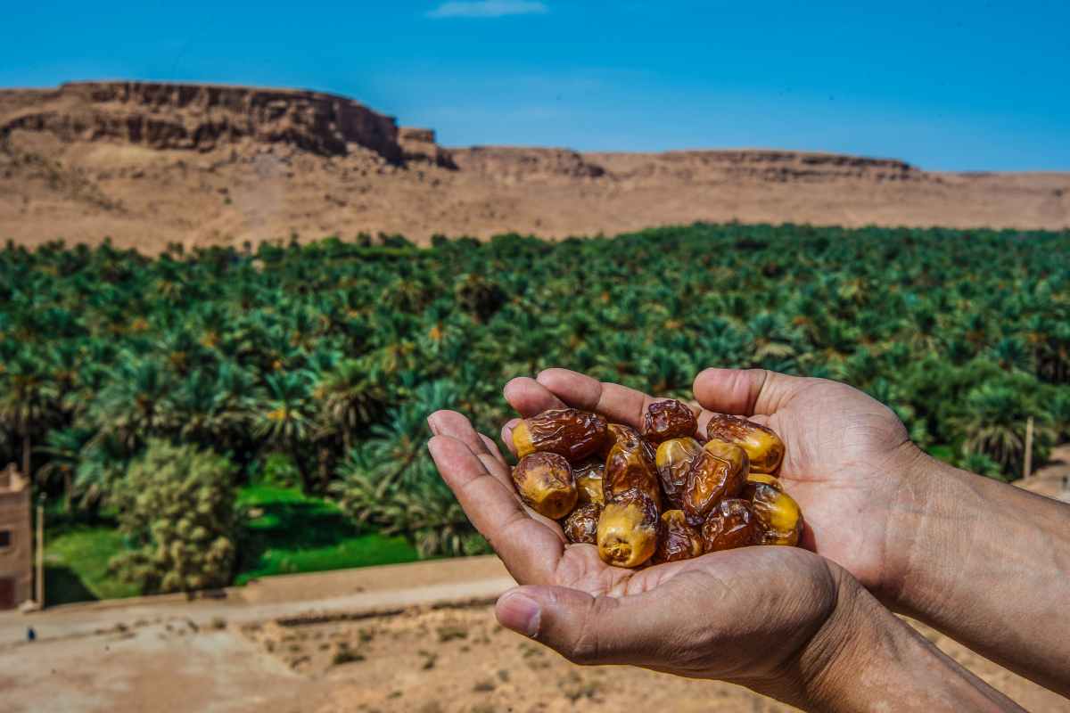 Tâmaras dos palmeirais de Ziz