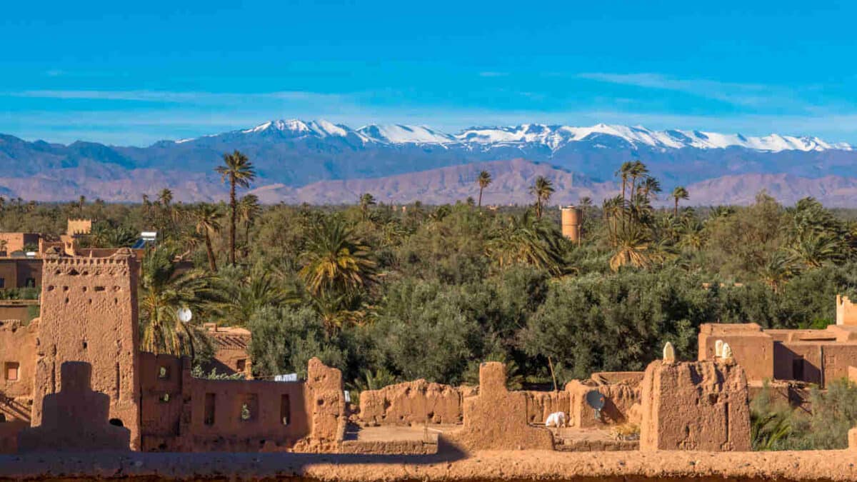 Oásis de 1000 Palmeiras